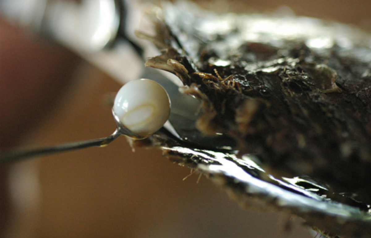 The grafter / the pearl farm